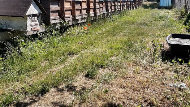 Une rangée de ruches en bois, surmontées de toits bleus, entourées d’herbe et d’arbres.