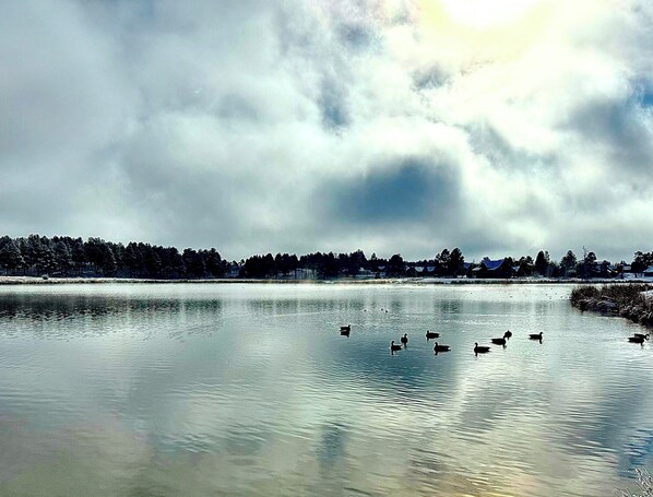En rolig sø med ænder, omgivet af skov og huse i det fjerne.