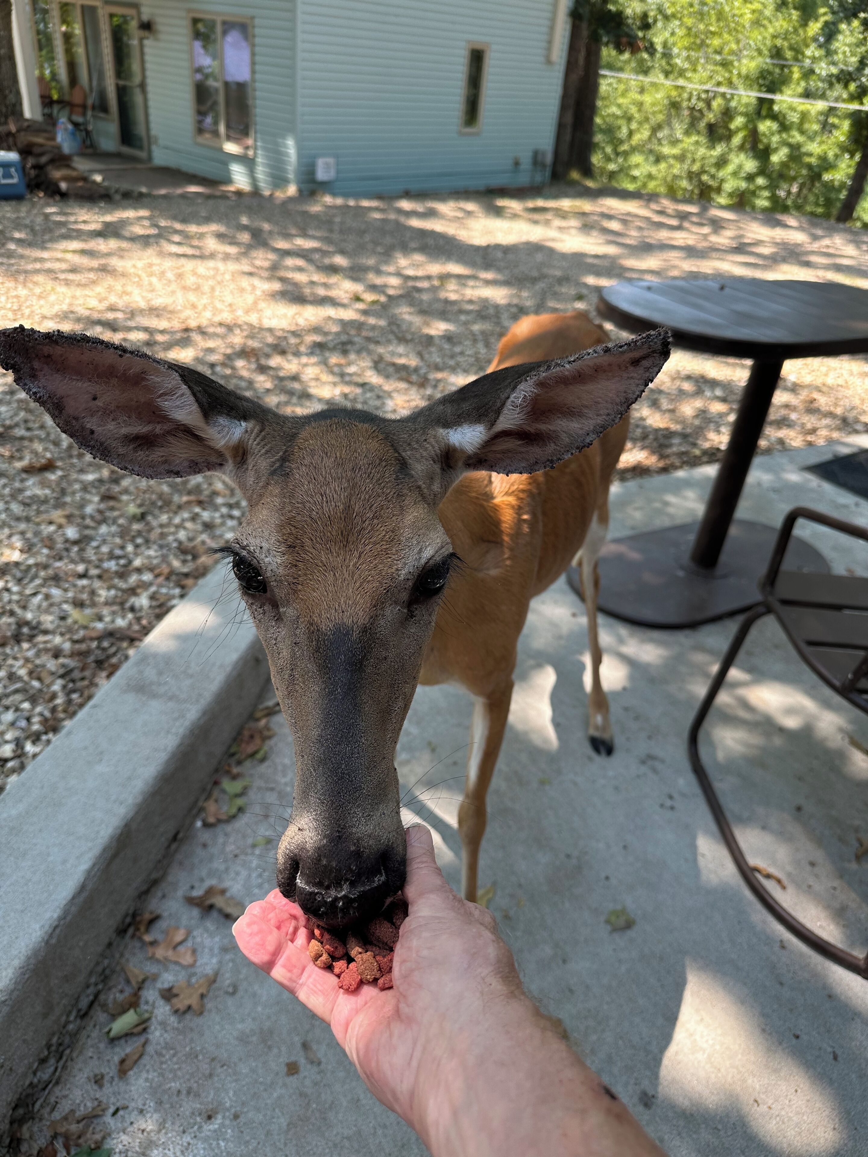A close-up of a person's hand holding food, with a deer in the background.