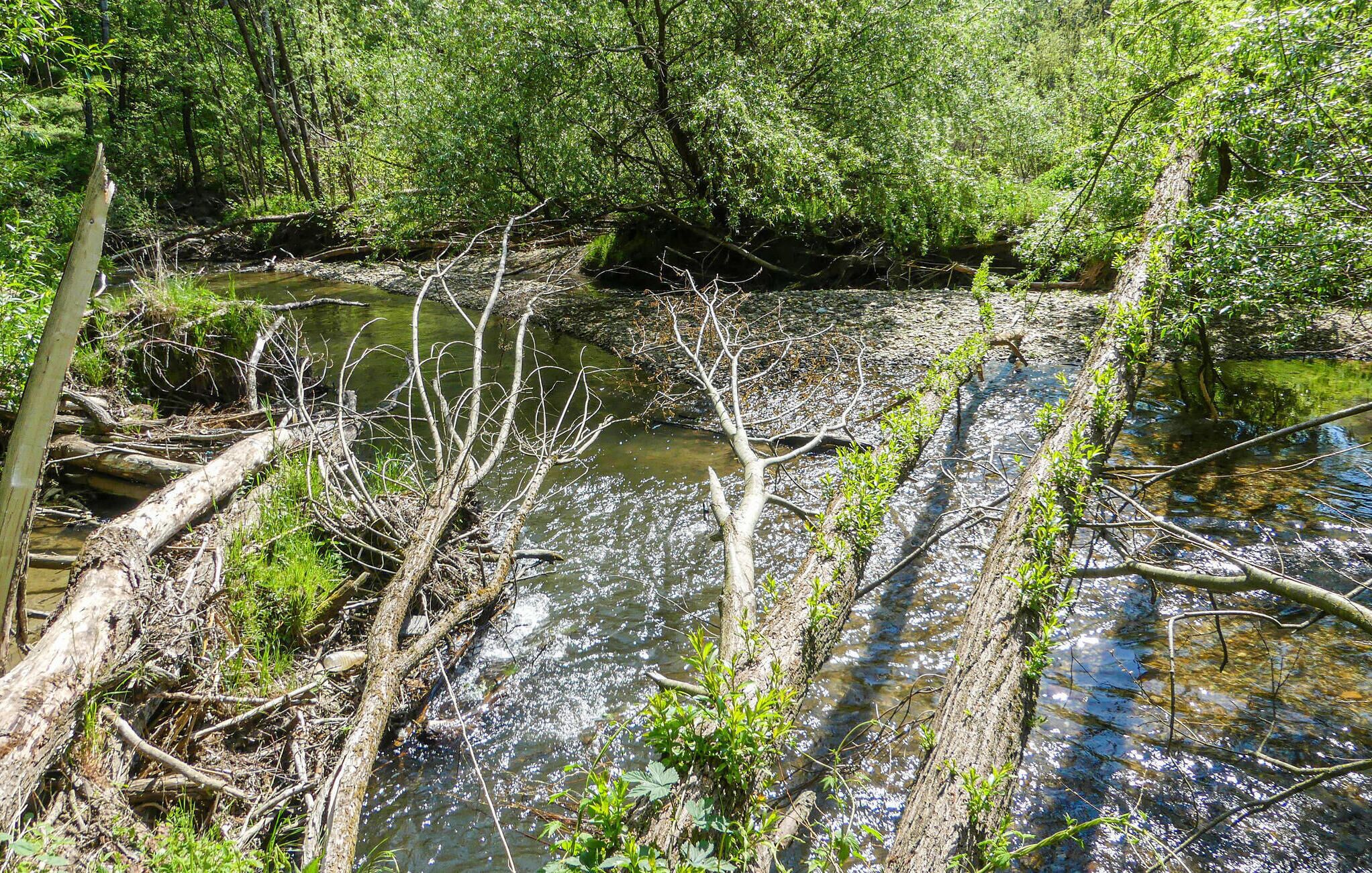 A natural stream with overhanging branches and dense foliage.