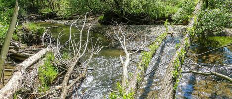 A natural stream with overhanging branches and dense foliage.