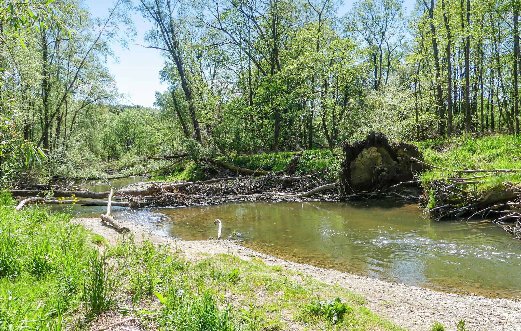 A natural landscape with a river, dense greenery, and a fallen tree trunk.