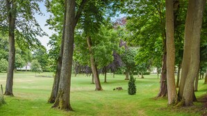 Ein Park mit hoch aufragenden Bäumen und einem gepflegten Rasen.