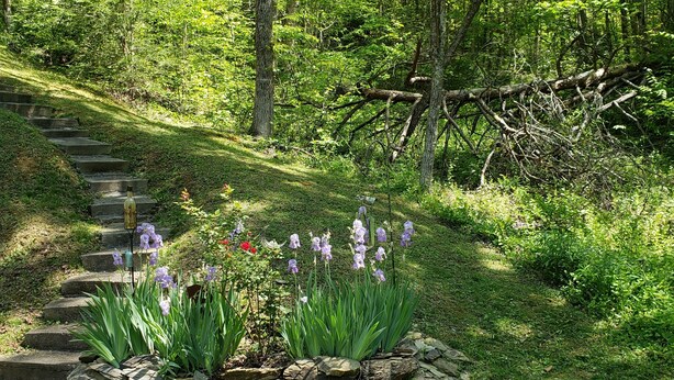 A stone staircase leading up a grassy slope surrounded by dense forest.