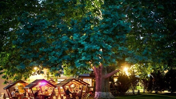 A large tree with a wooden structure underneath, surrounded by a grassy area. - Haller Wooden Houses - Campsite (Budapest)