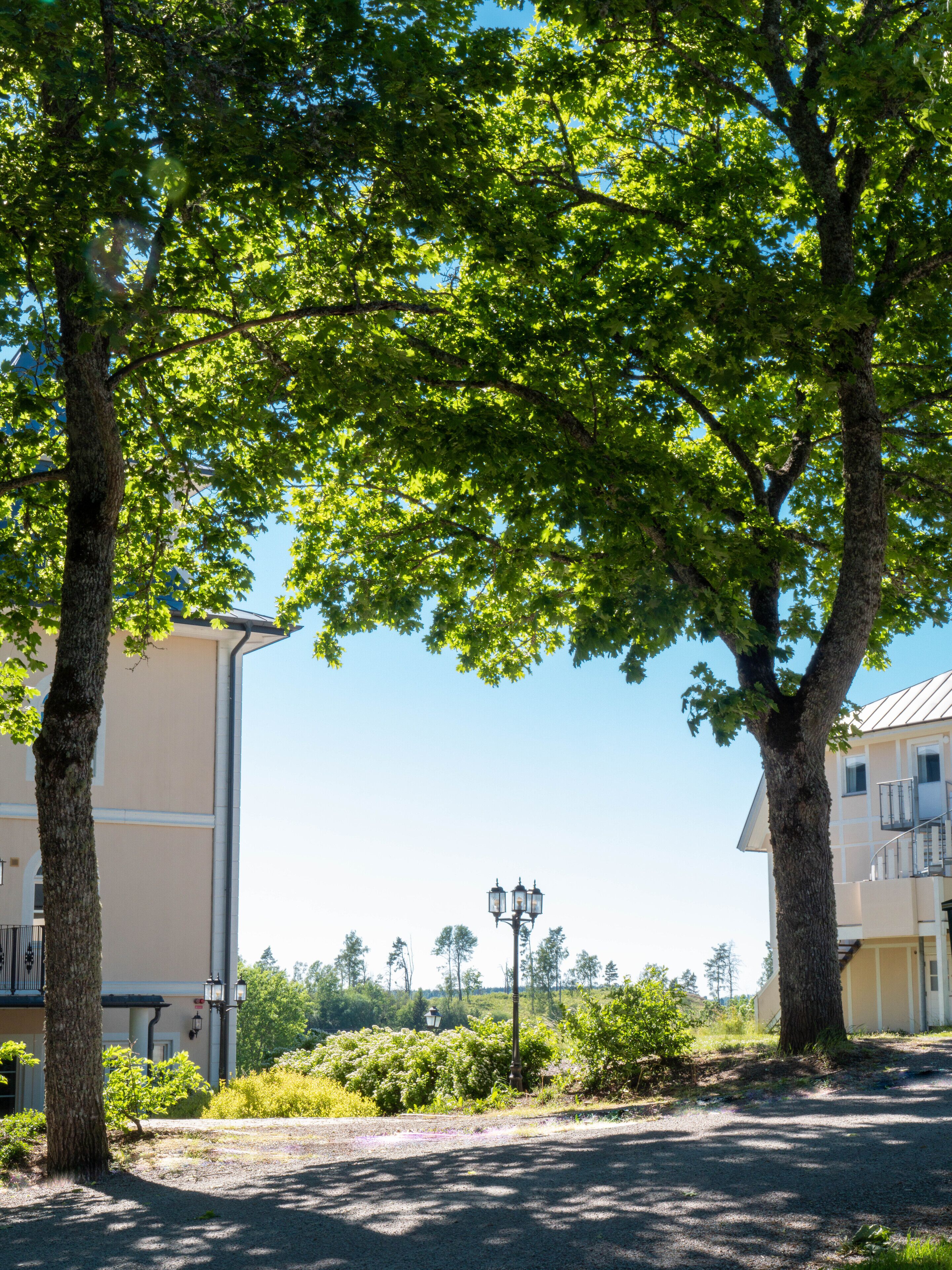 A tree-lined street with buildings on either side.