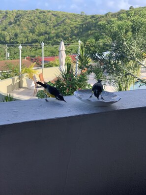 Two birds on a balcony with a view of a green landscape and a building in the background. - 2-bedroom Apartment With Seaviews (St. John's)