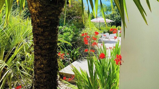 Un jardín con una palmera, flores rojas y una pared blanca.