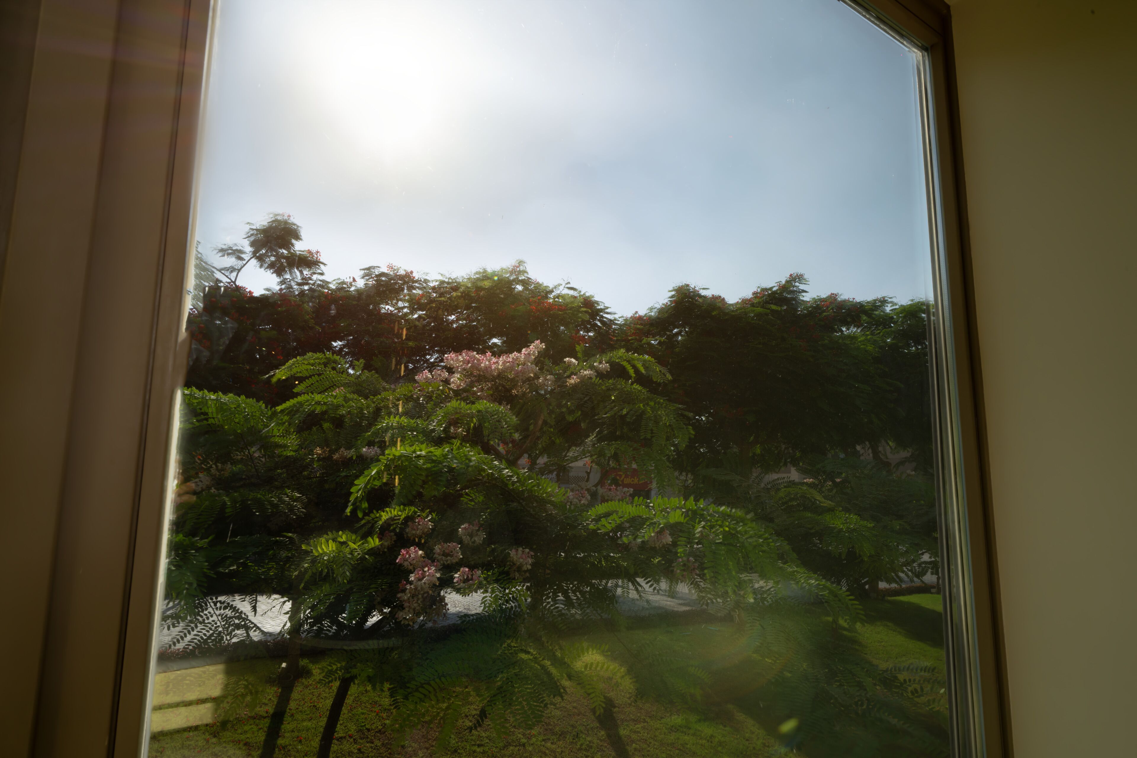 A view through a window of a garden with various trees and shrubs.