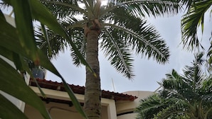 Una palmera alta con un edificio beige al fondo.