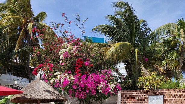 Zona de piscina con sombrilla de paja, rodeada de vegetación exuberante y plantas florecientes.