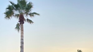 A sunset view from a wooden deck overlooking a body of water, with palm trees and a row of white buildings in the background. - Rockport(Little Palm@ Key Allegro)Waterfront Beautiful Condo Close to Everything (Rockport)