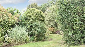Um jardim com um caminho gramado, rodeado por arbustos e plantas diversas.
