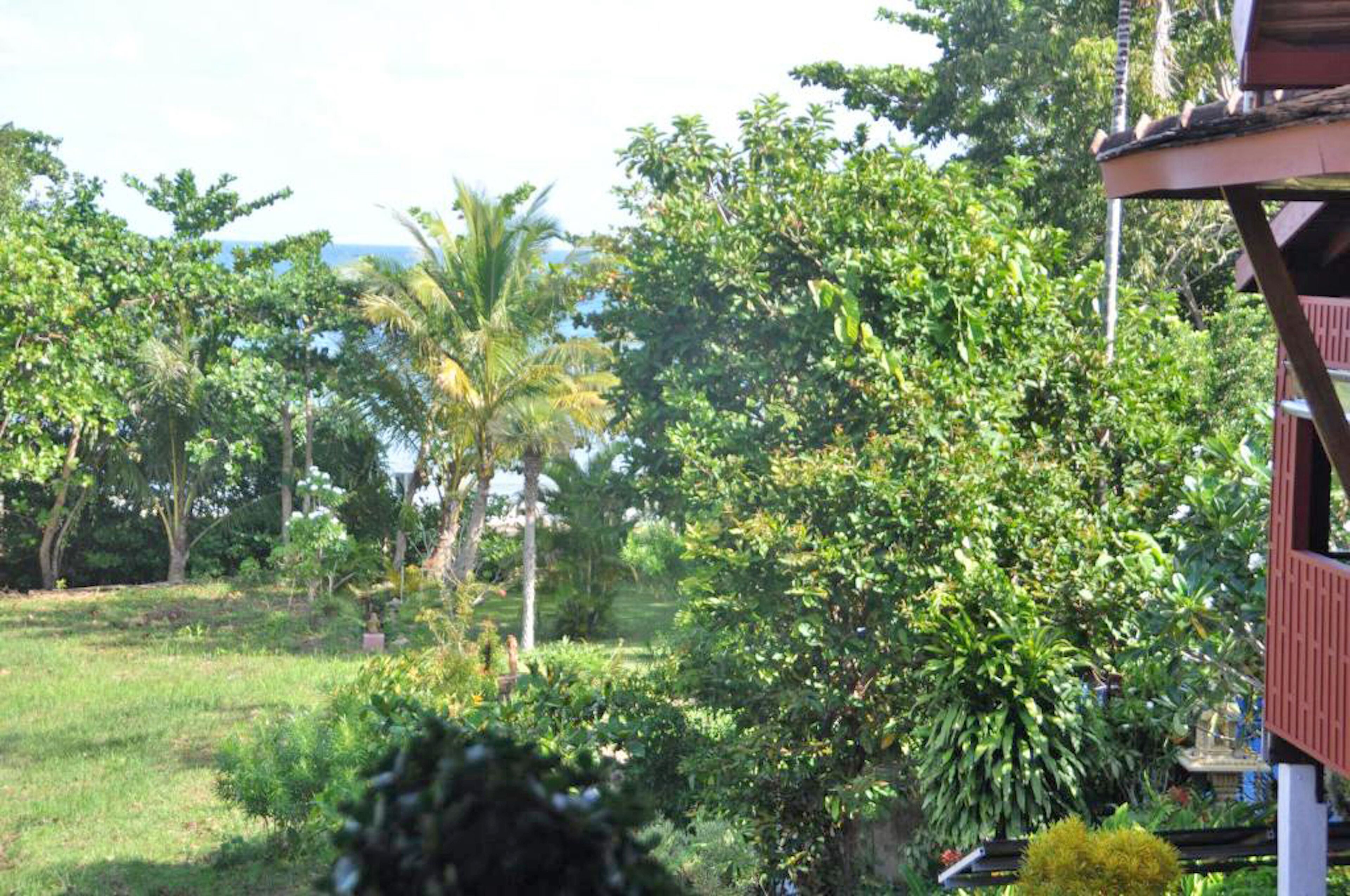 A lush garden with various trees and a view of the ocean.
