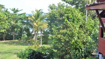 A lush garden with various trees and a view of the ocean.