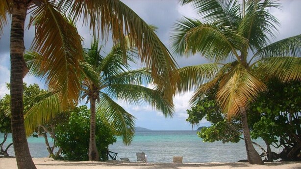 Una playa con palmeras y una vista despejada del océano.