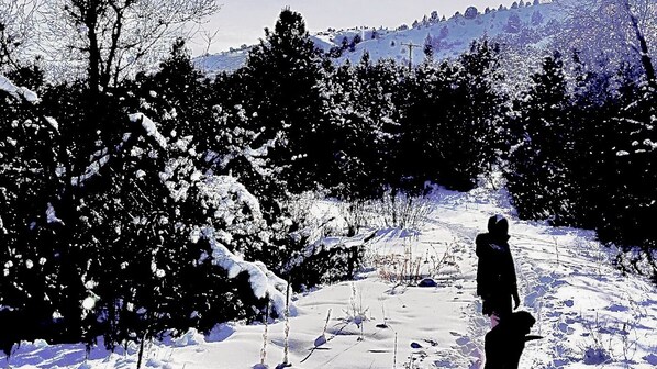 Un paysage enneigé avec des arbres et une personne qui marche.