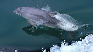 Ein Delfin springt aus dem Wasser.