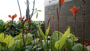 Ein Garten mit verschiedenen Pflanzen und Blumen, darunter hoch aufragende grüne Blätter und orangefarbene Blüten.