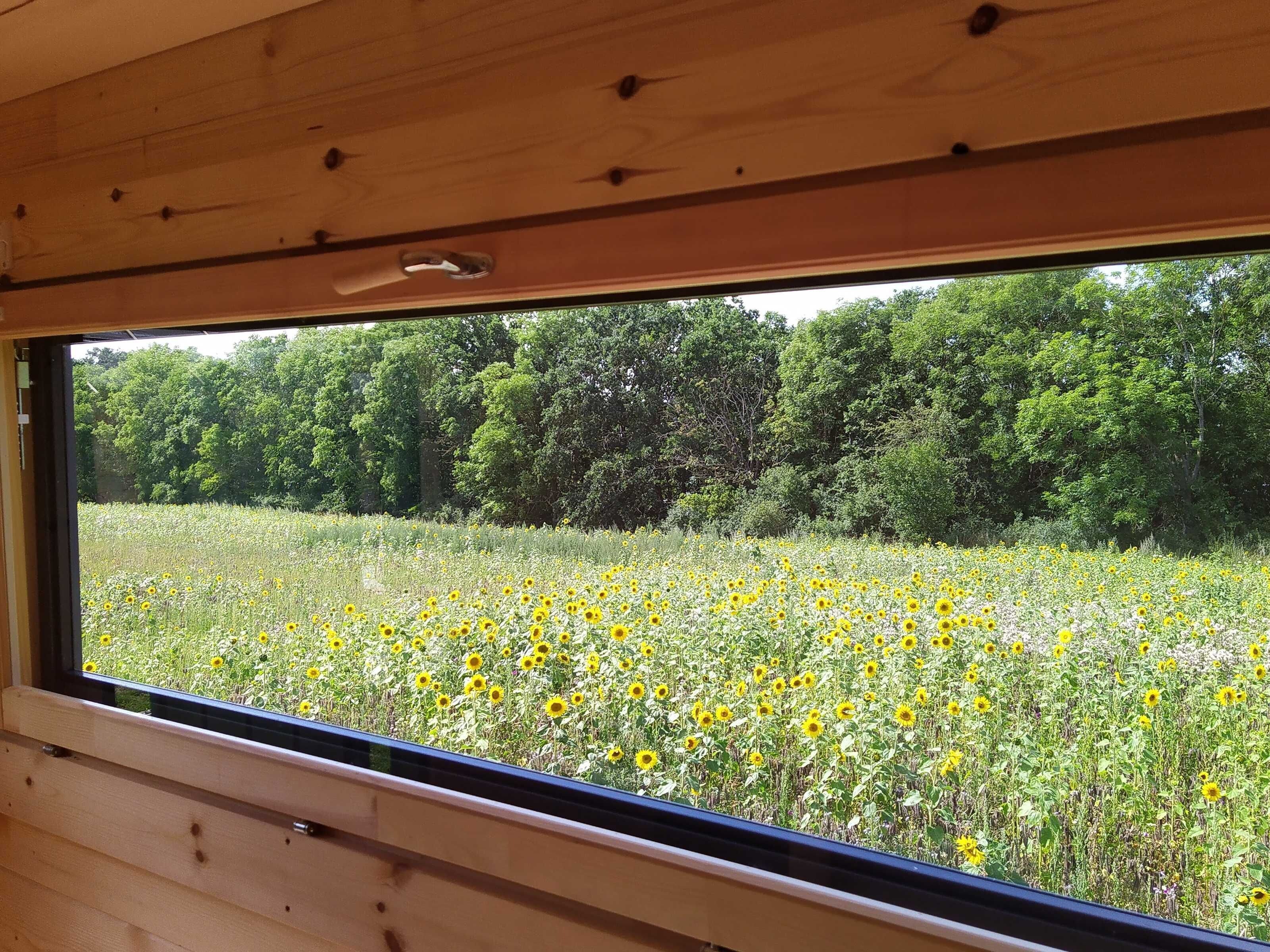 Ein Fenster mit Blick auf ein Sonnenblumenfeld und Bäume.