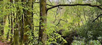 Cosy Woodland off Grid Shepherds Hut - Hazel