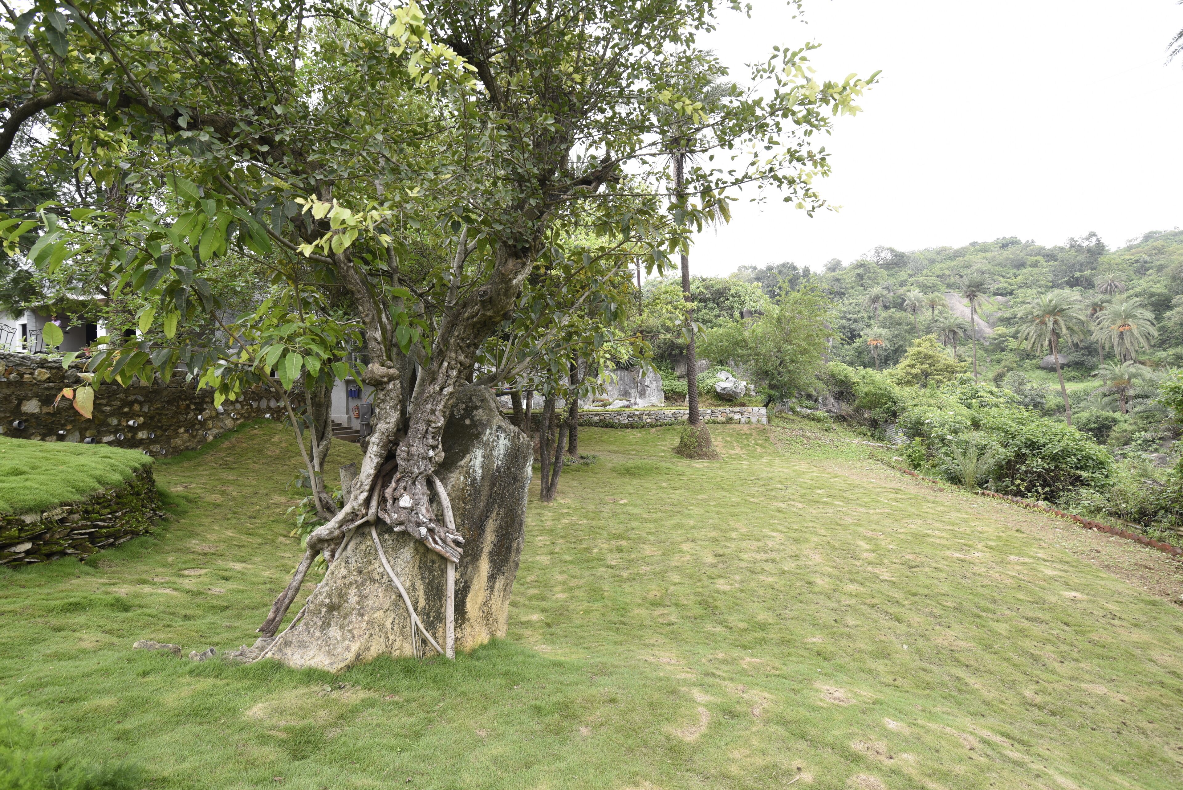 Zona verde con césped, árboles, un muro de piedra y un banco de piedra.