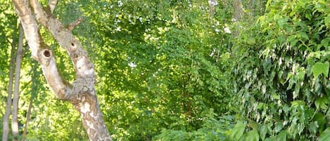 Jardín