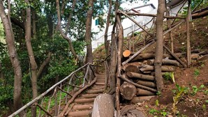 Un escalier en bois muni d’une rampe, entouré d’arbres et de troncs d’arbres.