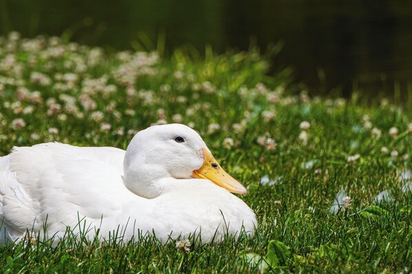 Un canard blanc se repose sur l’herbe verte.