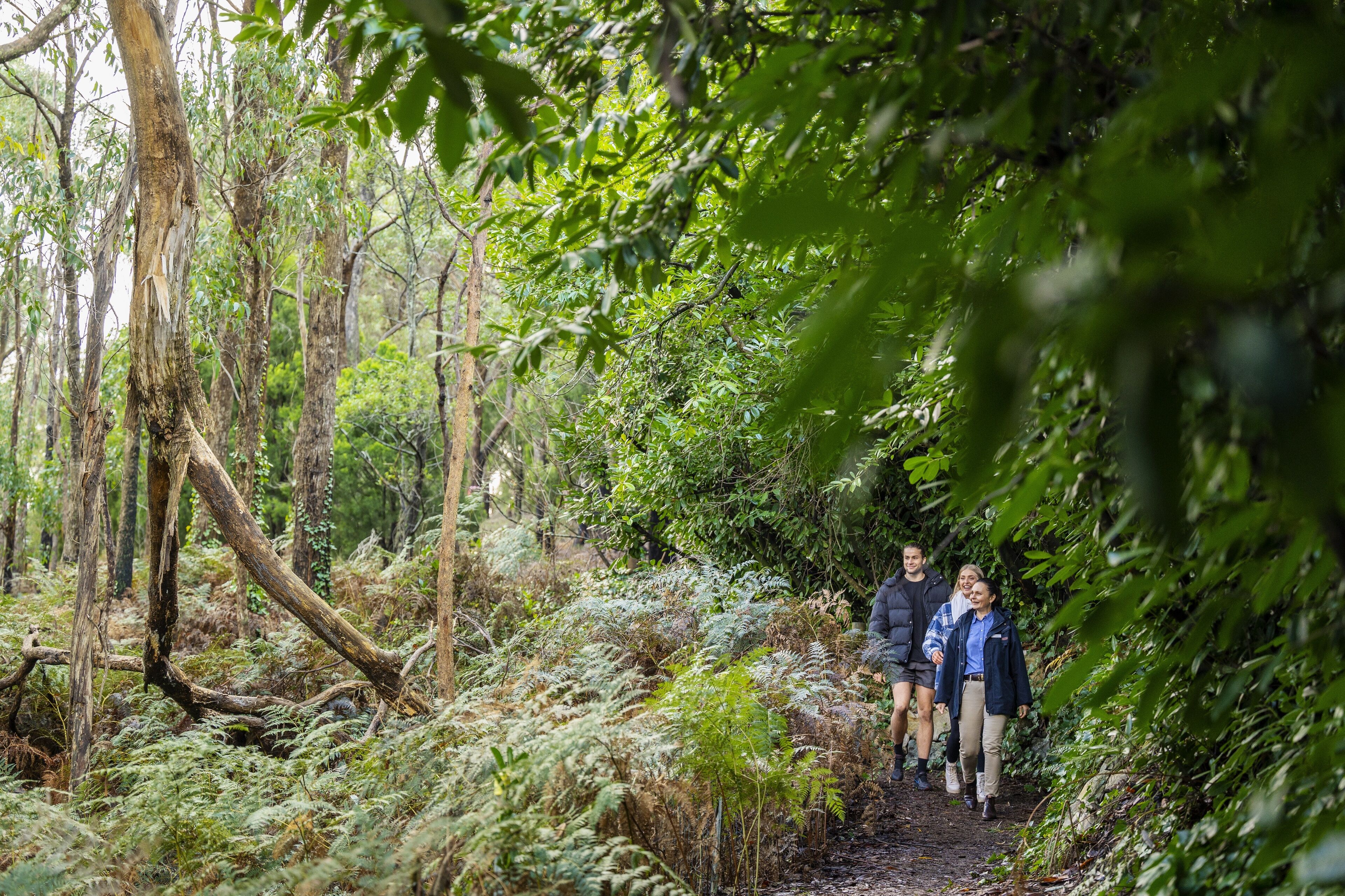 A forest path with dense foliage and trees.