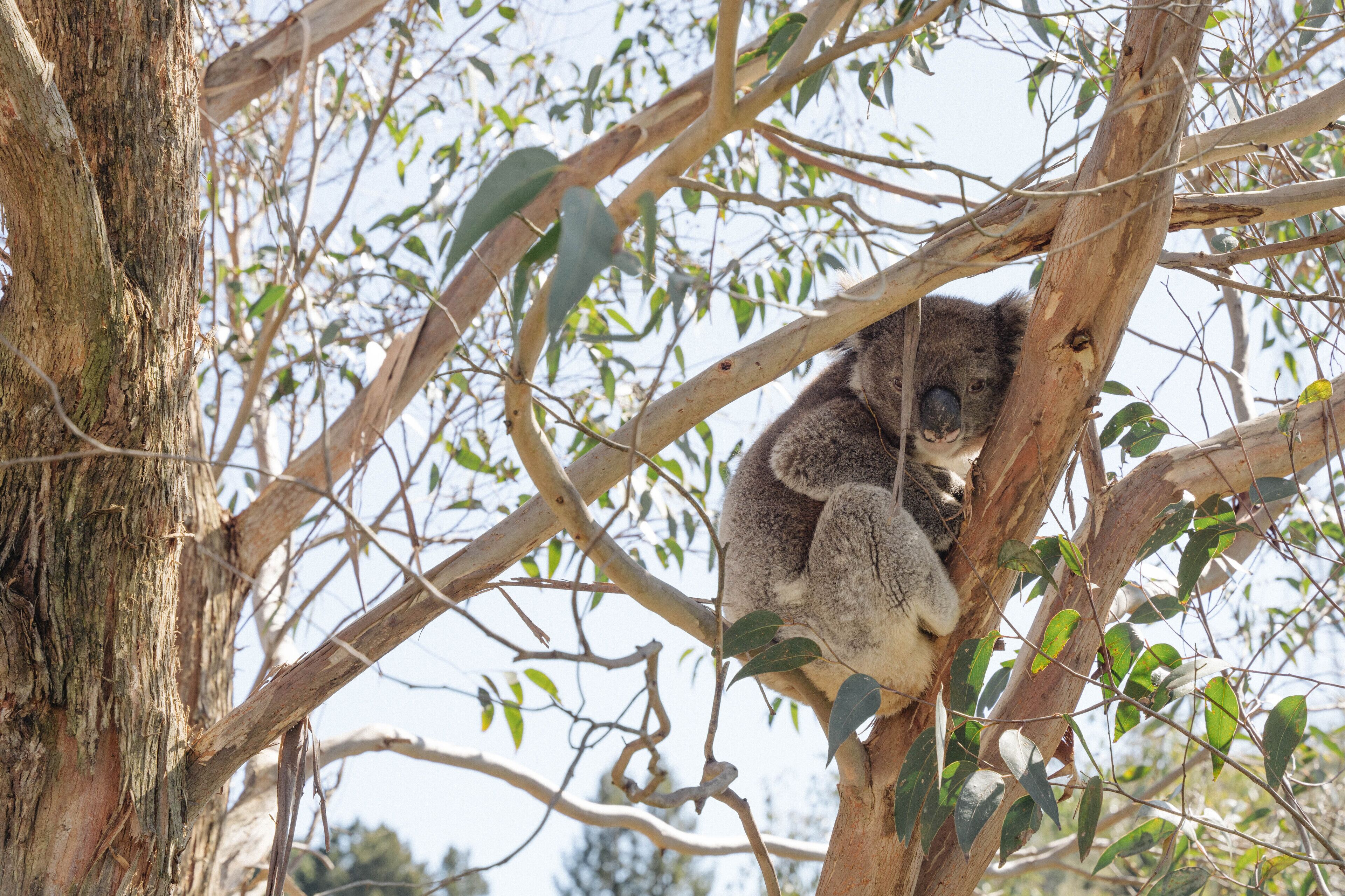 Un koala descansando en un árbol.