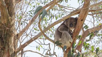 Un koala descansando en un árbol.