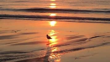 Plage, chaises longues, serviettes de plage