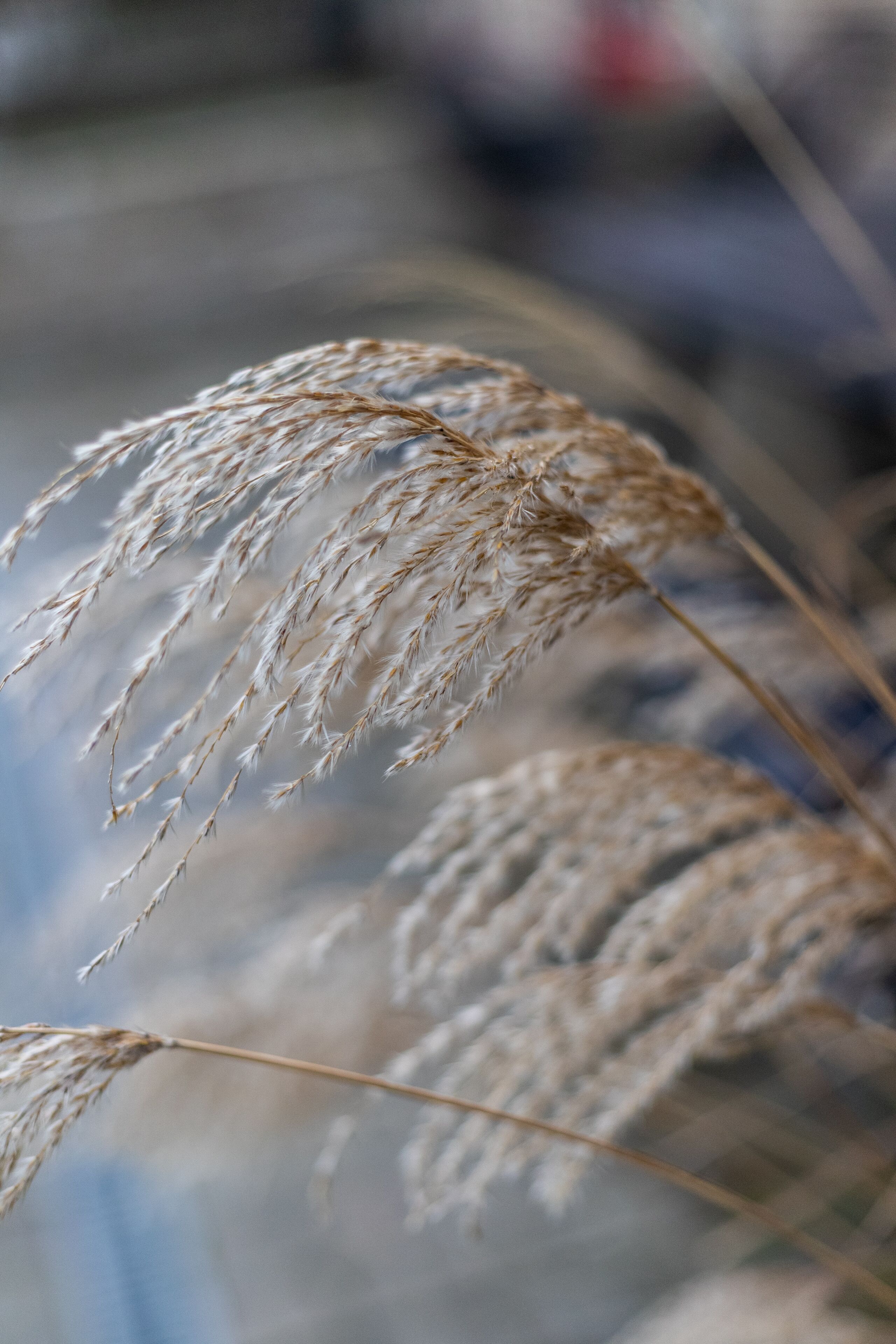A close-up of a plant with feathery seed heads, likely a type of grass or grain, with a blurred background.