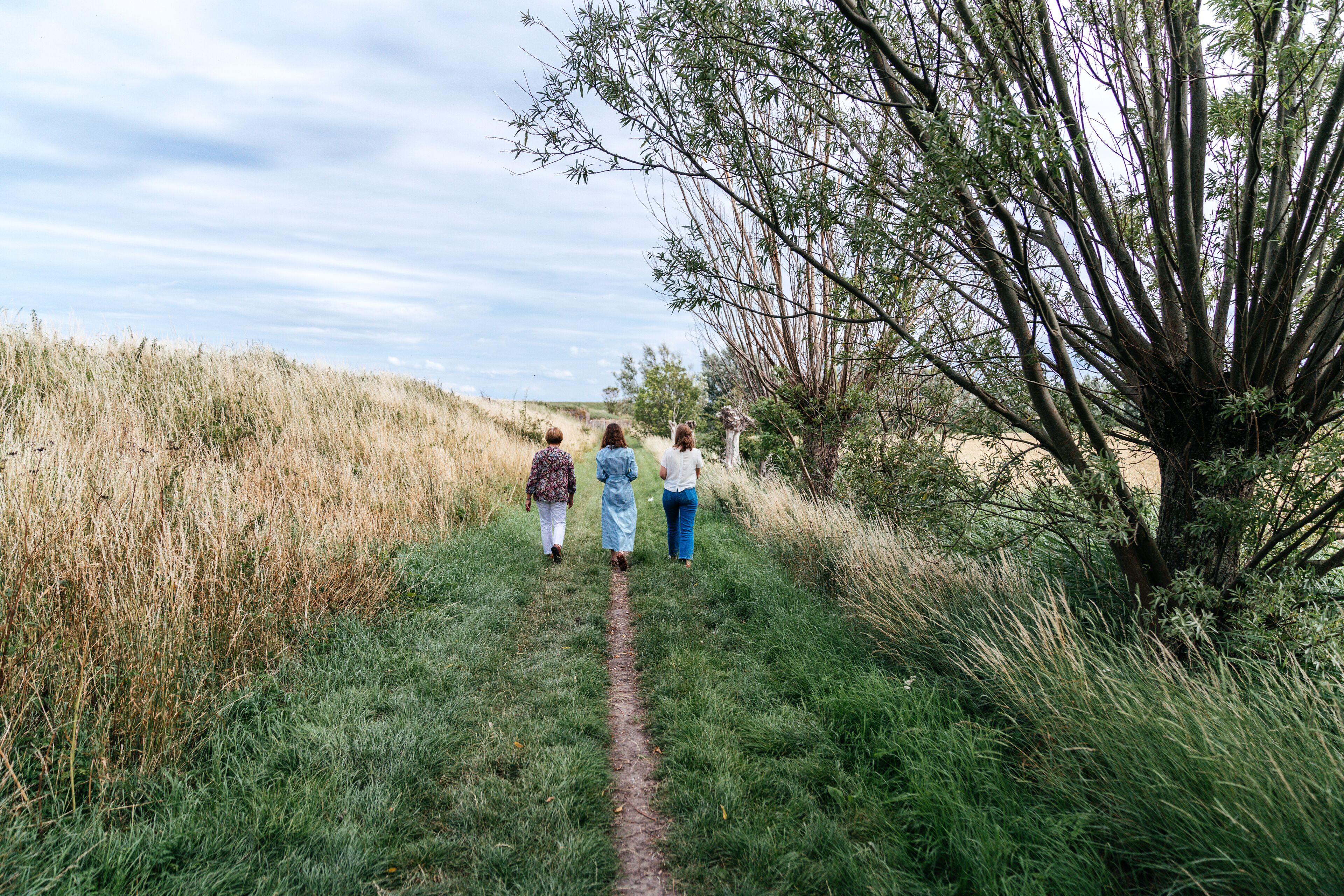 A path through a grassy area with trees on one side.