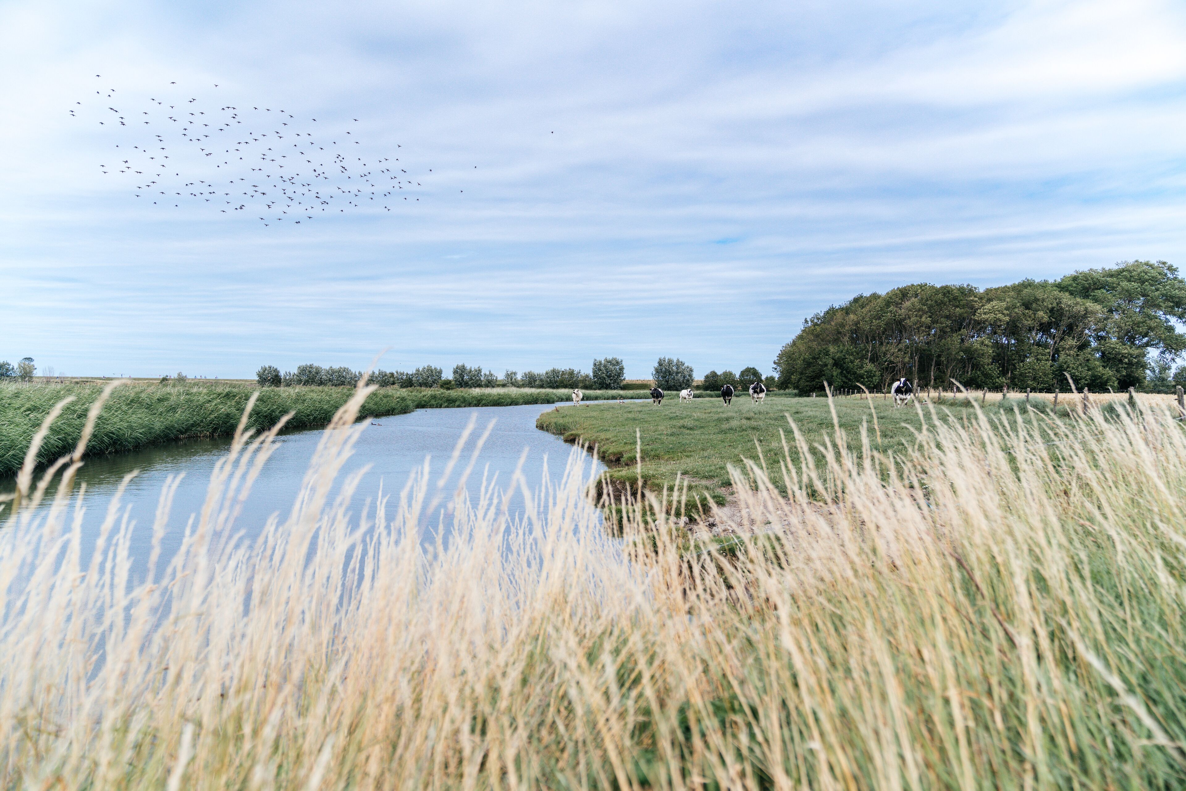 A river with tall grass in the foreground, a tree line in the background, and a flock of birds in the sky.