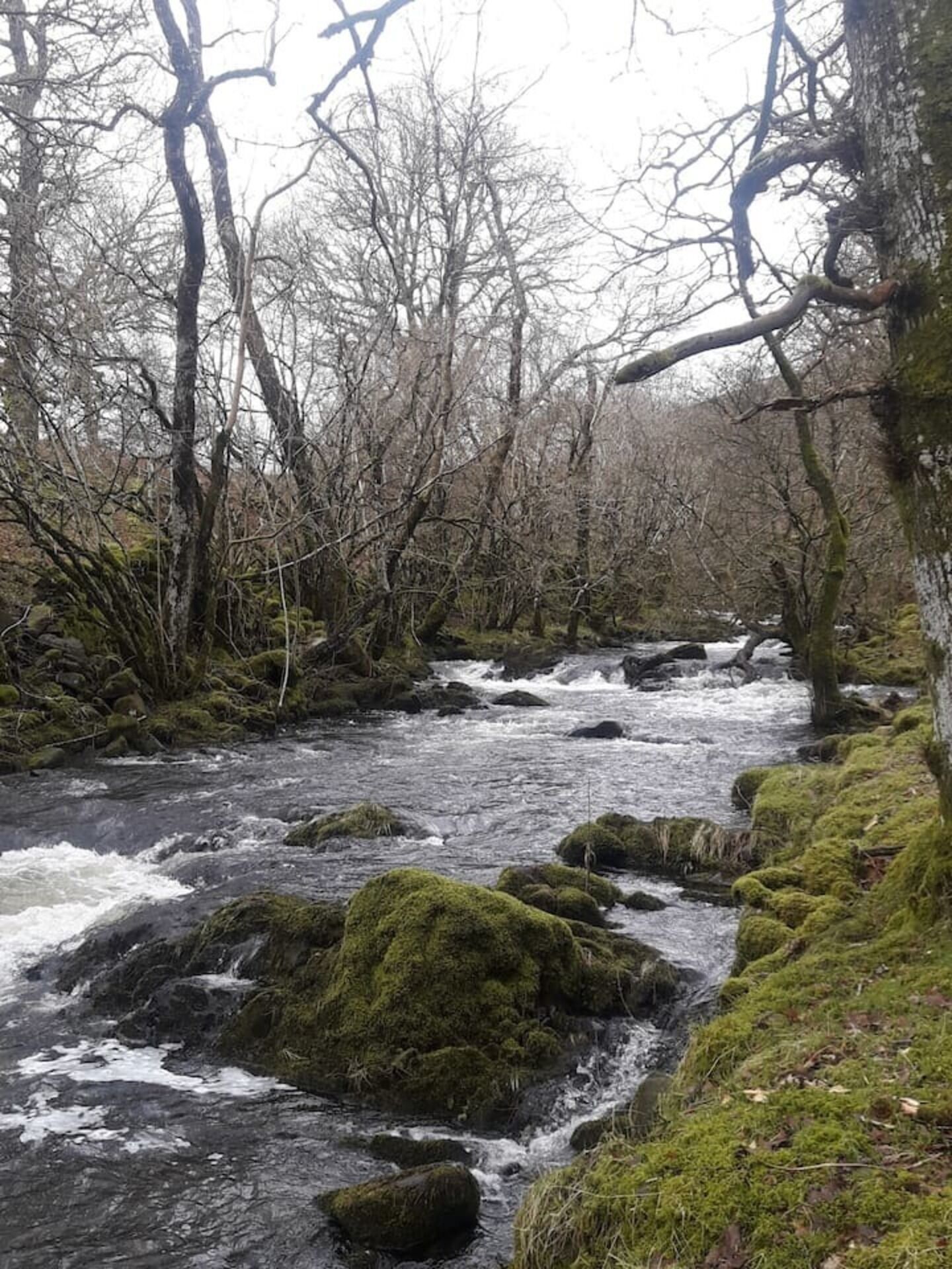 A river flowing through a forest with moss-covered rocks and bare trees.