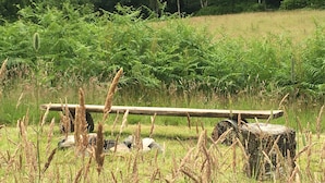 A natural landscape with a wooden structure, possibly a bench or a table, surrounded by grass and ferns. - Cosy Woodland off Grid Shepherds Hut - Rowan (Castle Douglas)