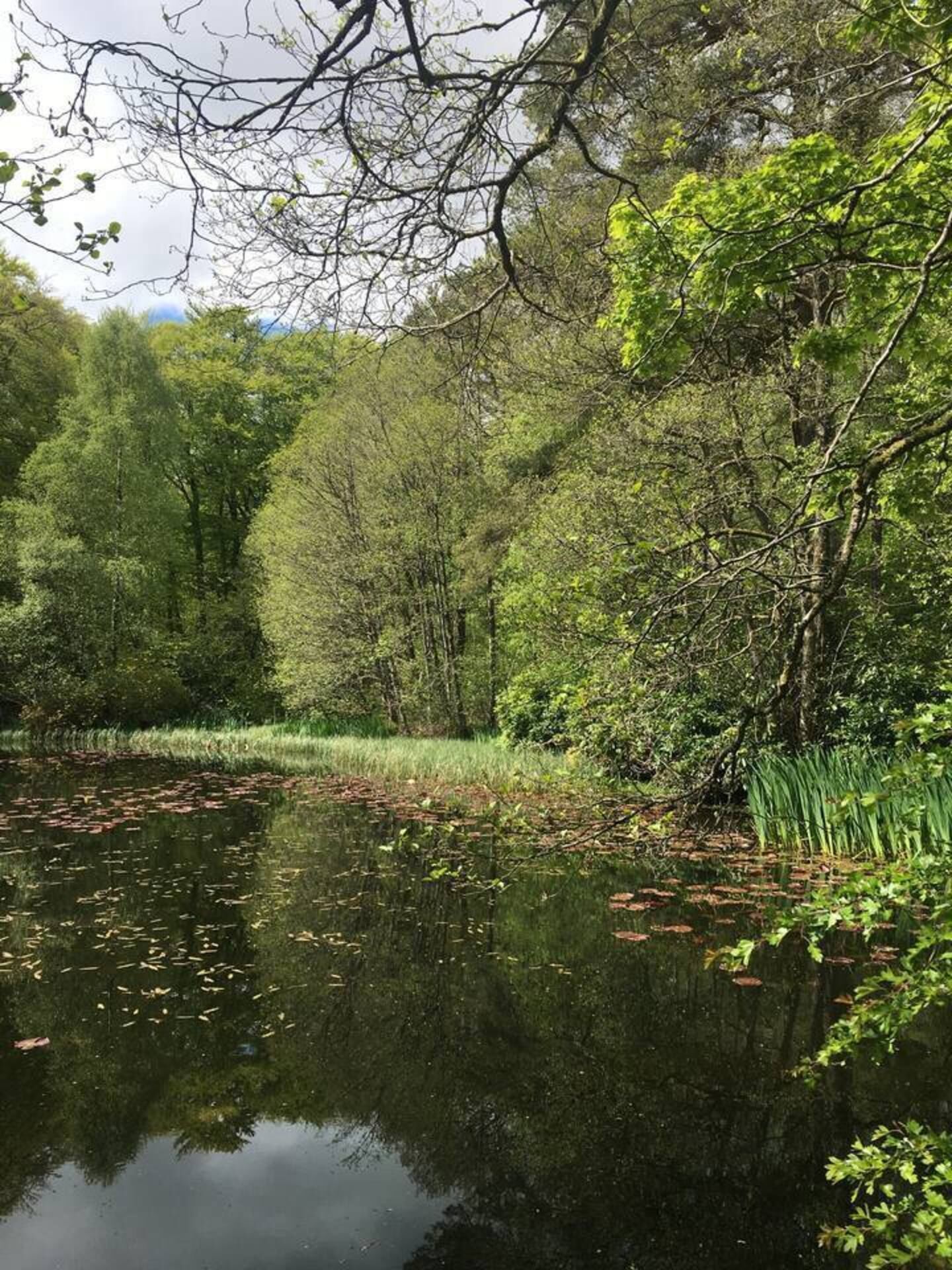 A serene pond surrounded by dense greenery and trees.