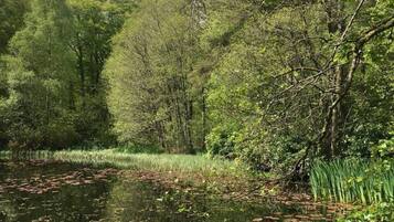 A serene pond surrounded by dense greenery and trees.