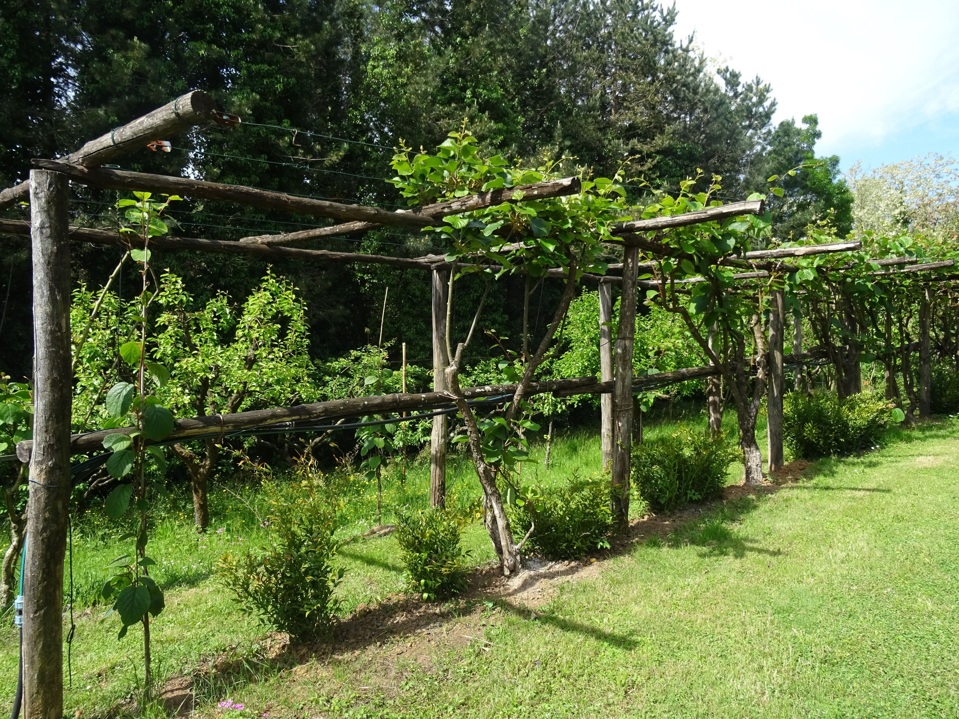 A vineyard with wooden trellises supporting grapevines.