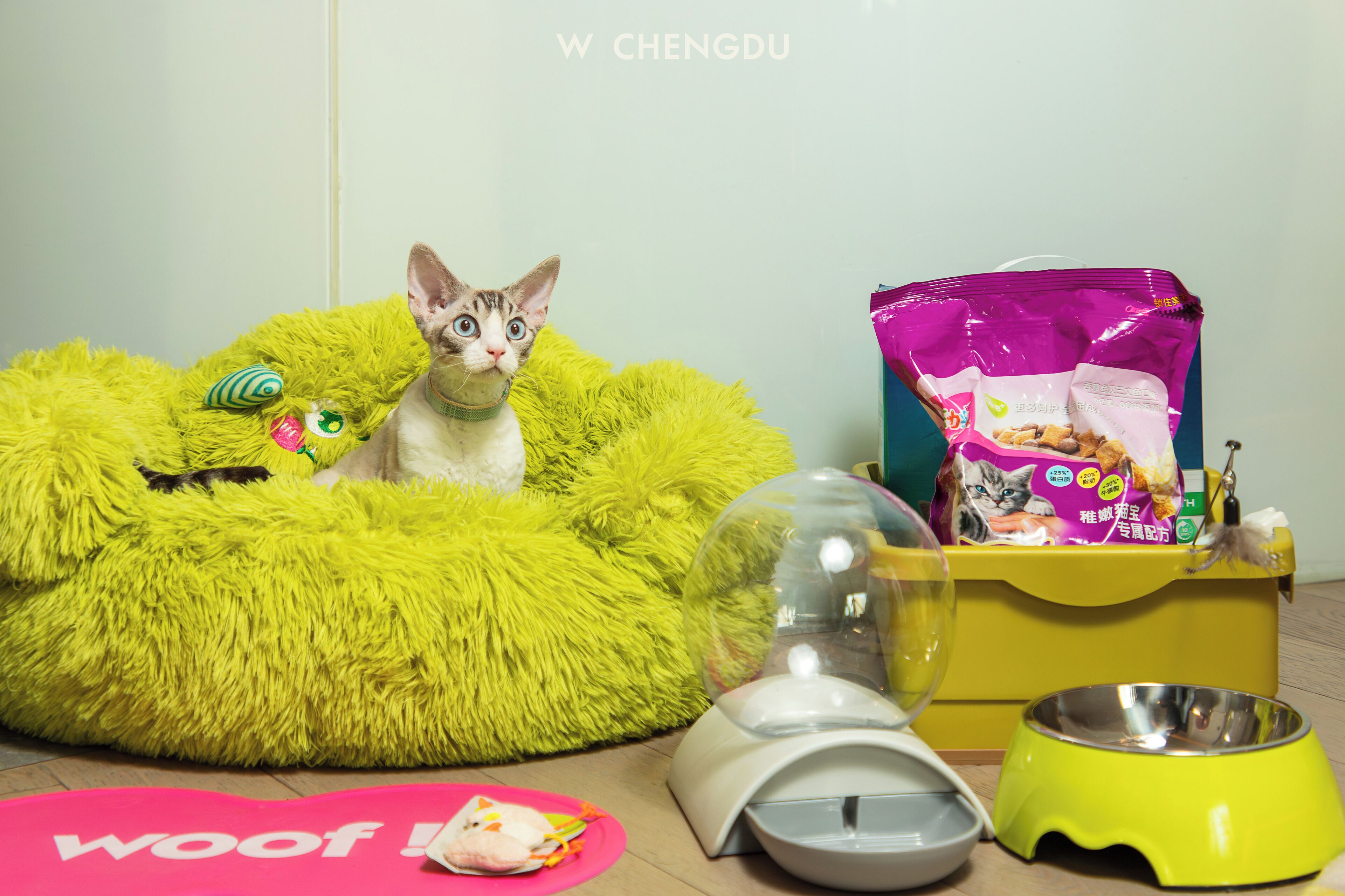 A cat in a bright green bed, a food bowl, and a water dispenser.