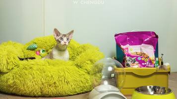 A cat in a bright green bed, a food bowl, and a water dispenser.
