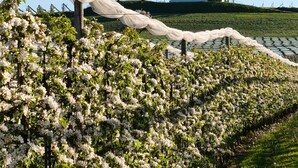 A vineyard with rows of flowering plants and a white building with a red roof in the background. - Apartment 'Haus Sonnenseite Säntis' with Mountain View, Balcony and Wi-Fi (Wasserburg)