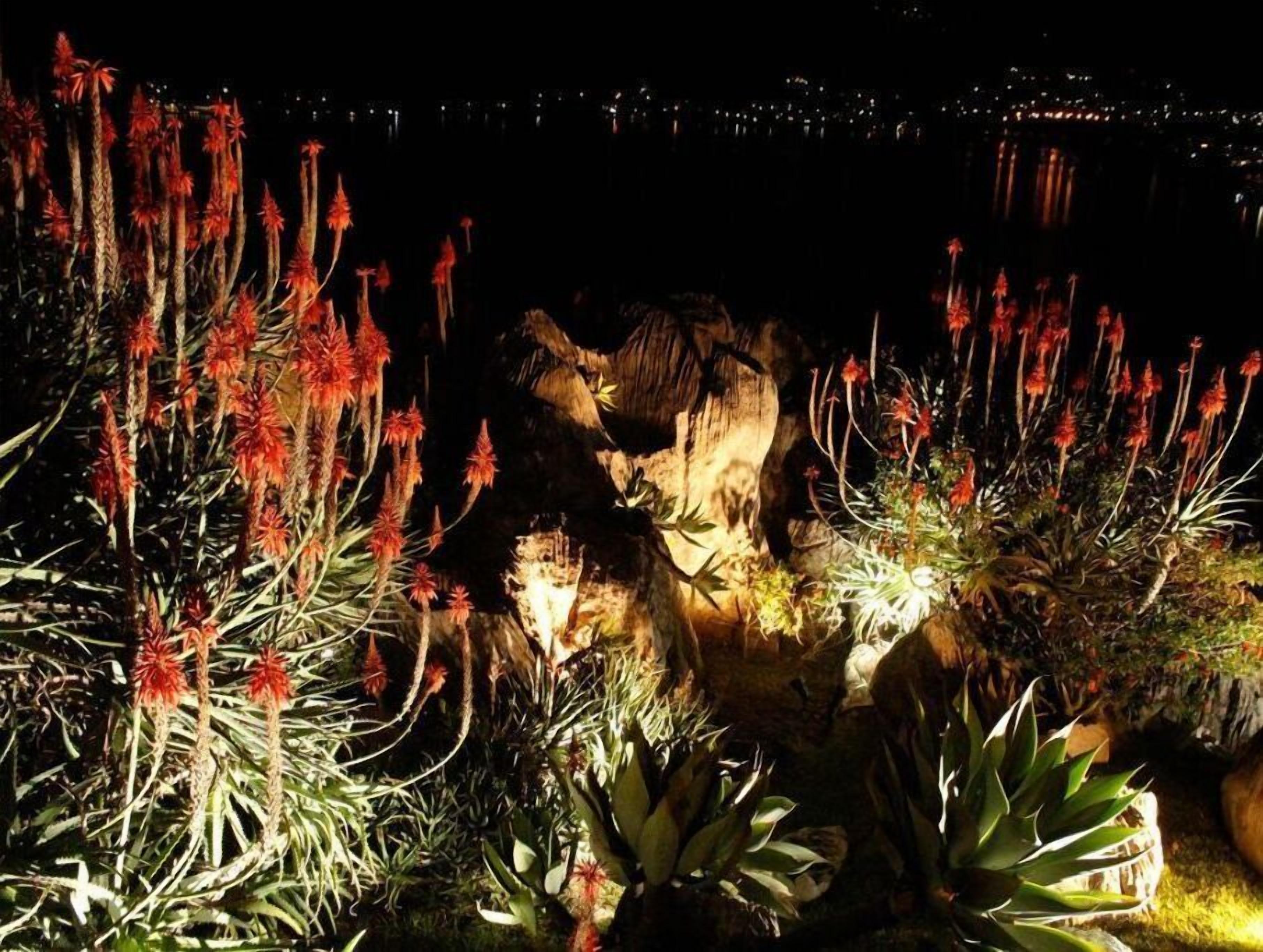 A nighttime garden with various plants illuminated by artificial lighting.