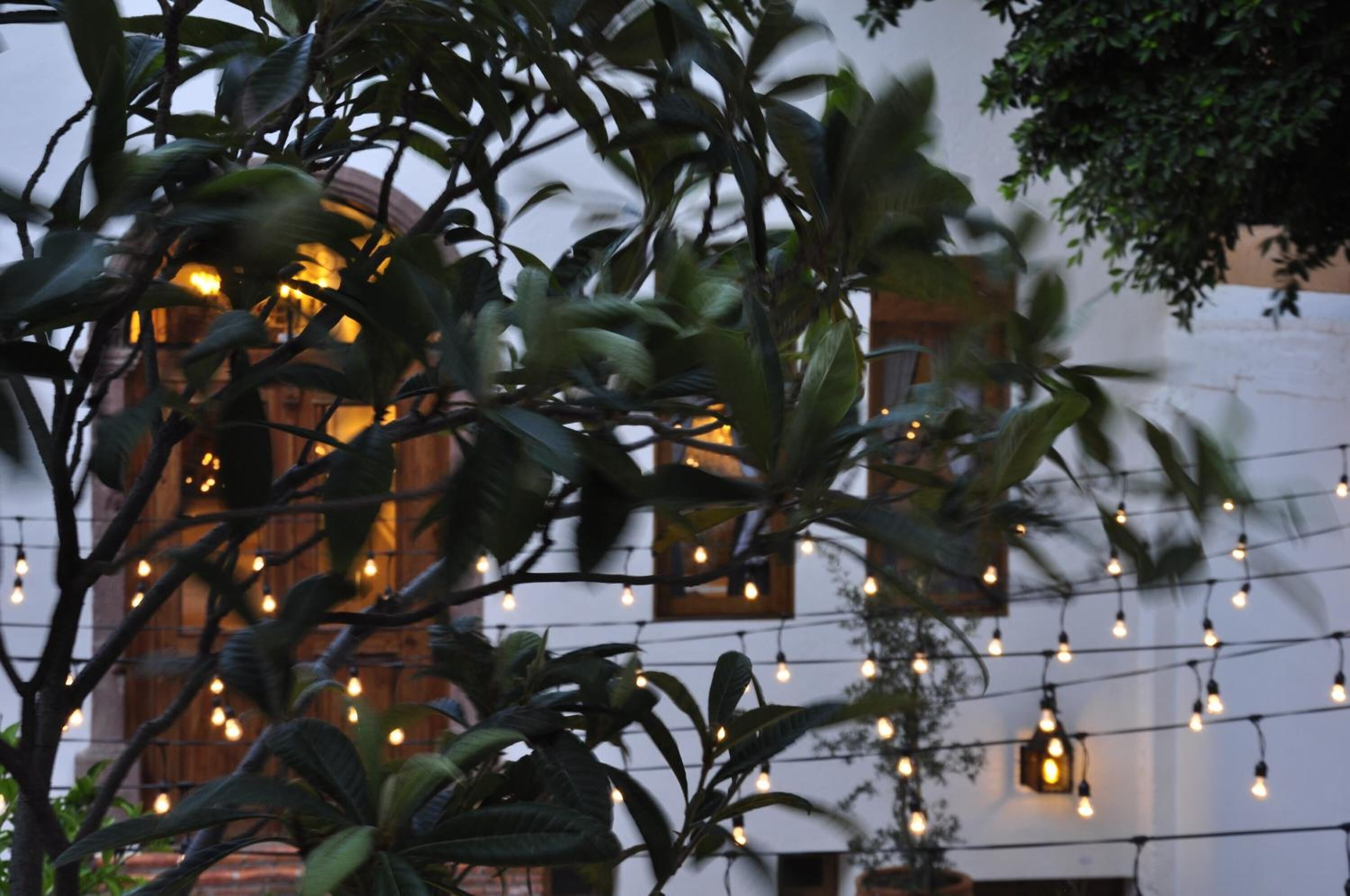 A building with string lights and greenery in the foreground.