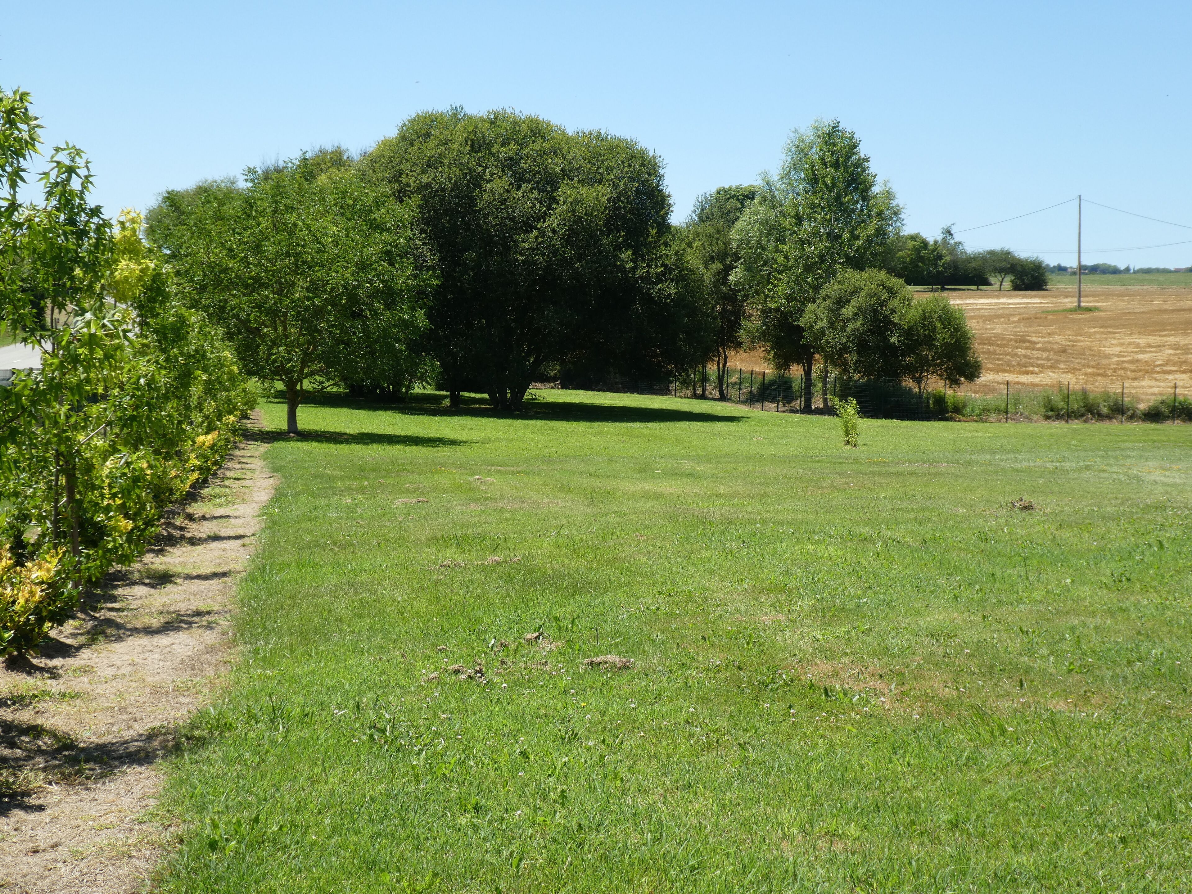Un champ herbeux avec des arbres et une clôture.