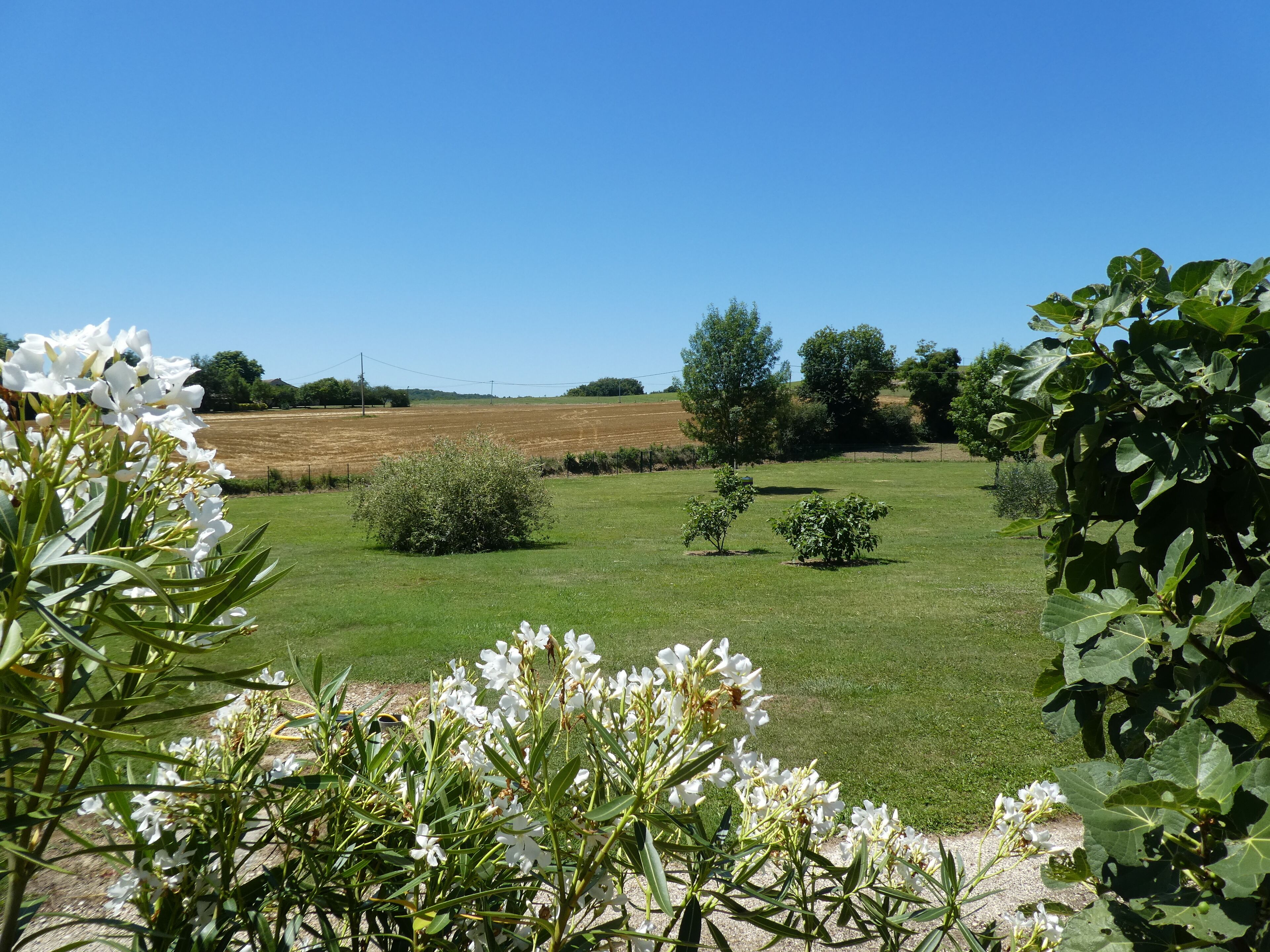 Paesaggio rurale con un campo, alberi e piante fiorite.