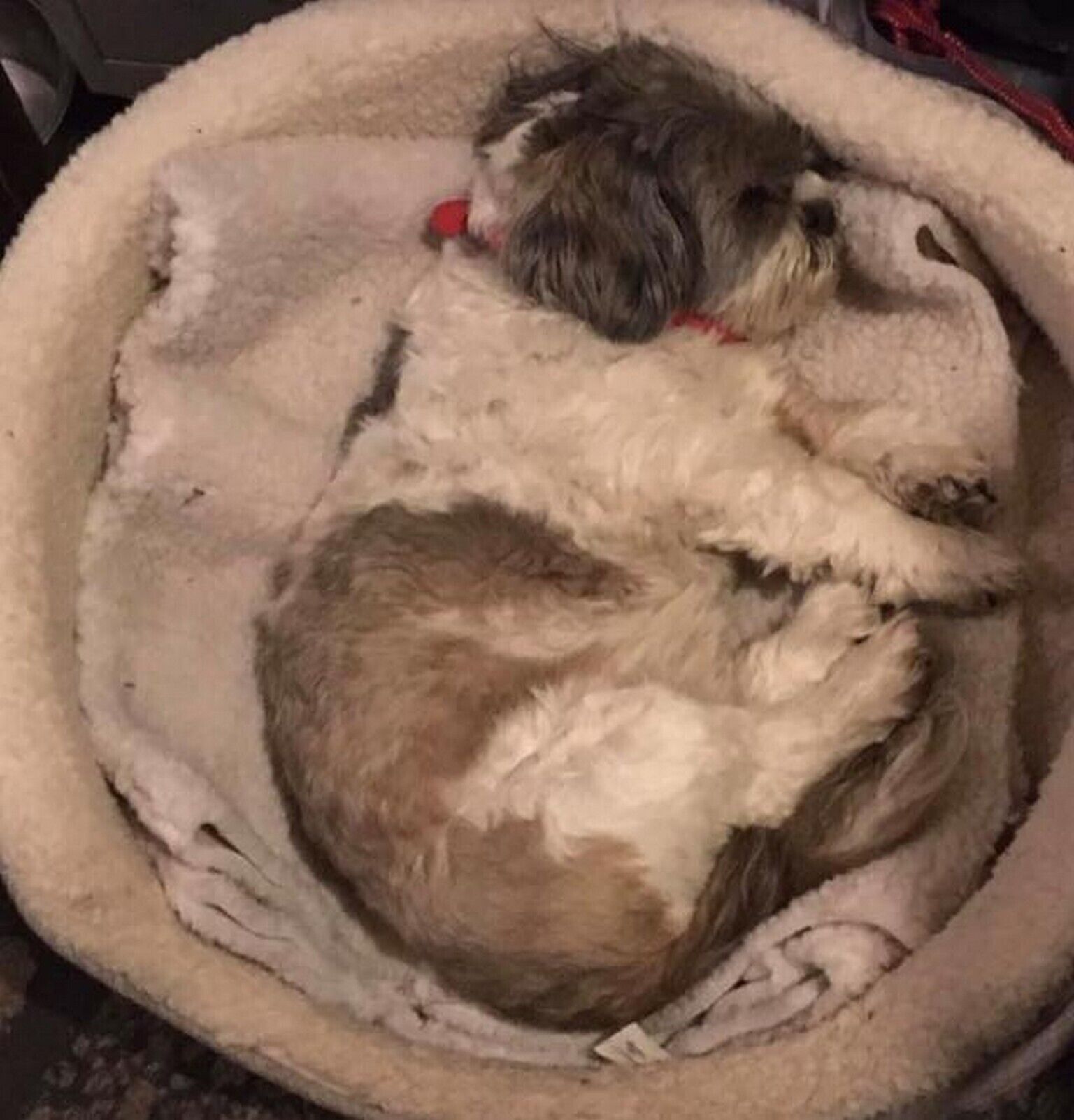 A small dog sleeping in a round, plush bed.
