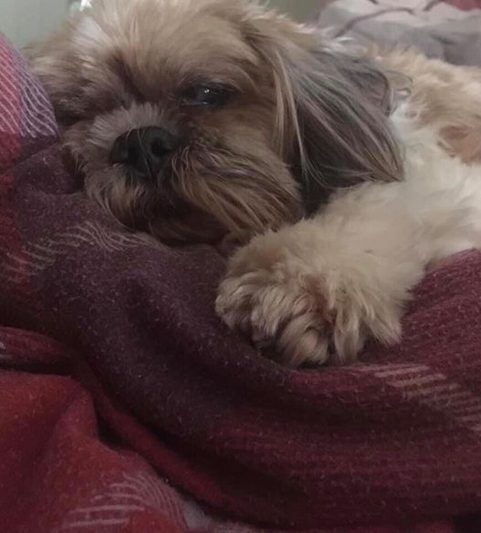 A dog lying on a bed with a patterned blanket.